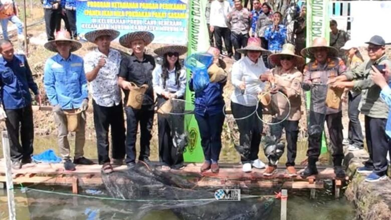 Hadiri Panen Raya Ikan Nila, Bupati Mura Dorong Kemajuan Budidaya Perikanan